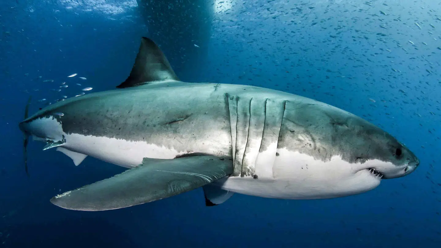 En stor, hvidhaj dræbte en surfer på guldlysten i Australien.