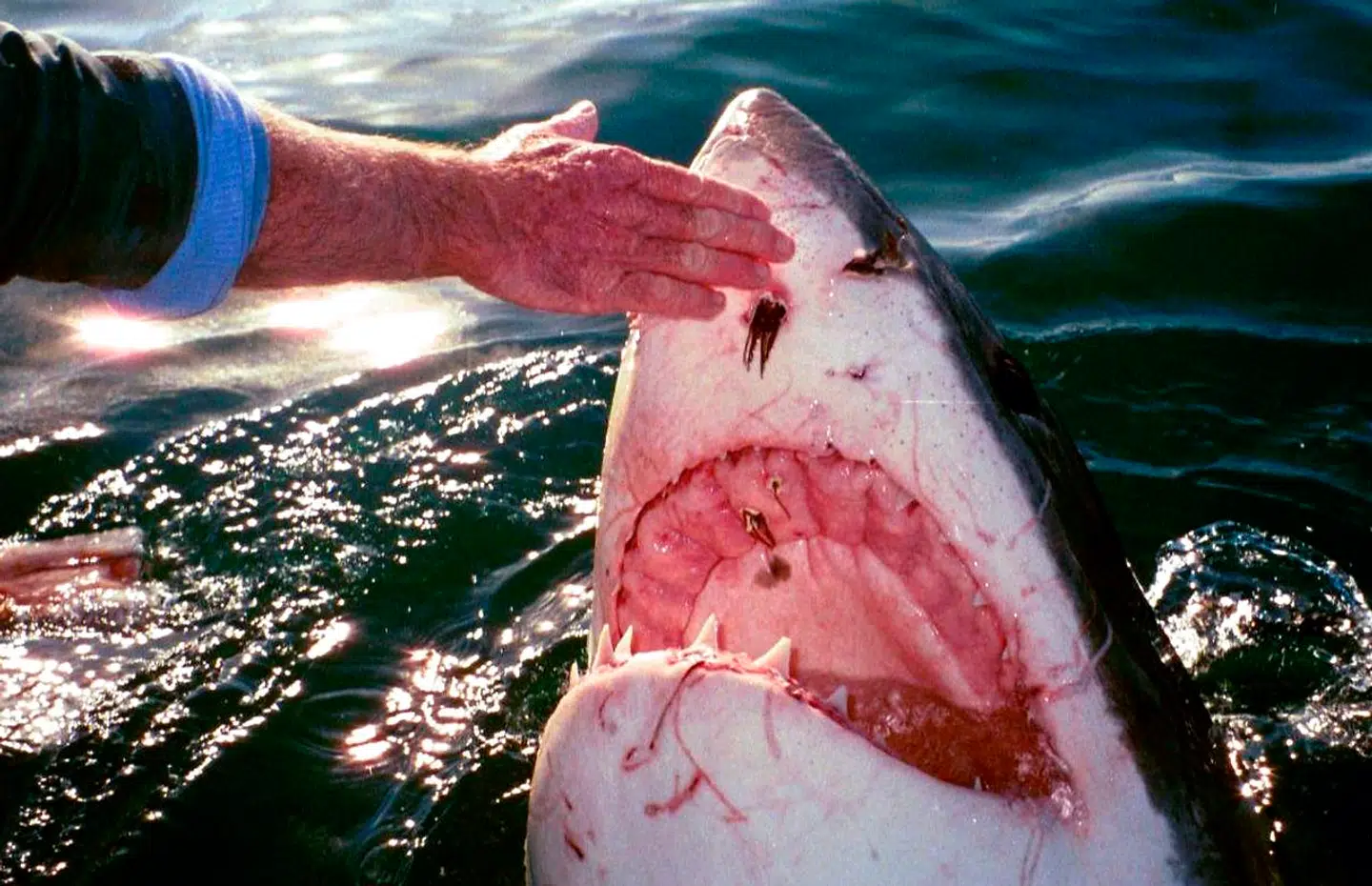 En stor hvidhaj får en venligt klap af en mand ud for Sydafrika.