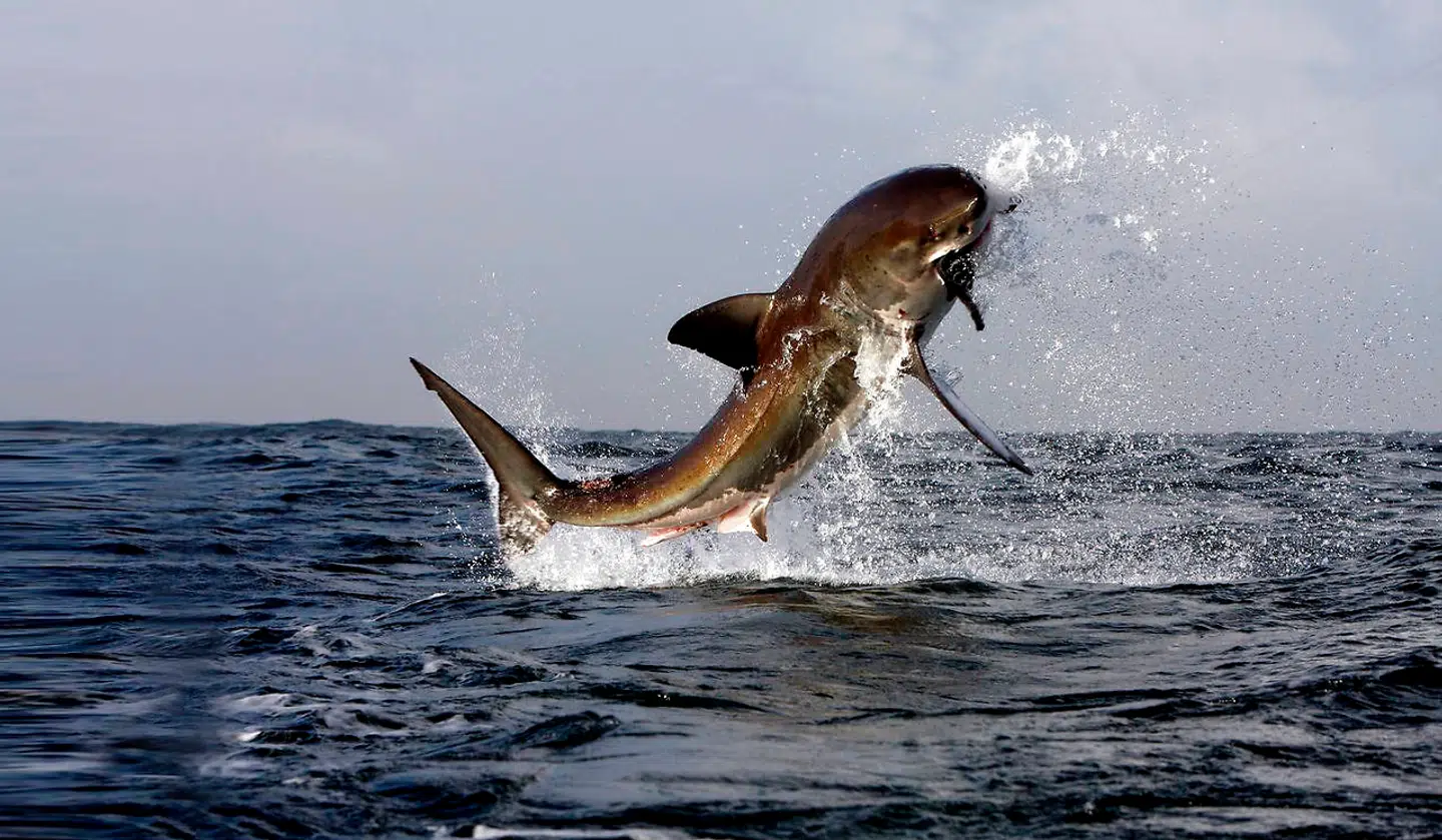 En stor hvidhaj jager sæler ud for Sydafrika.
