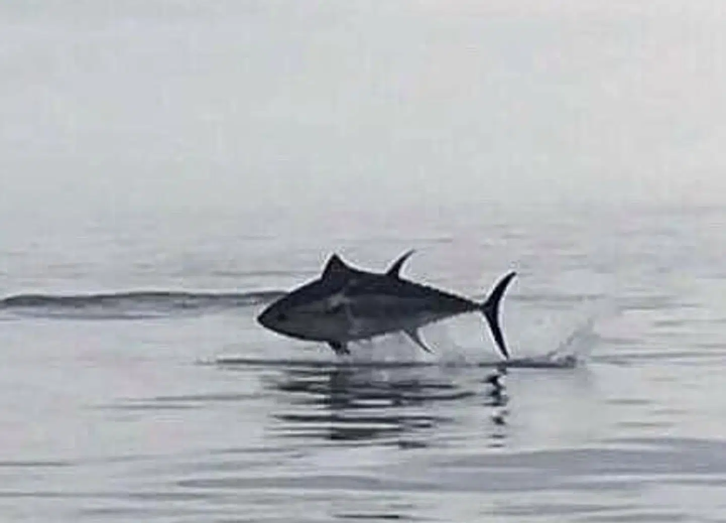 Blåfinnet tun springer i Øresund.