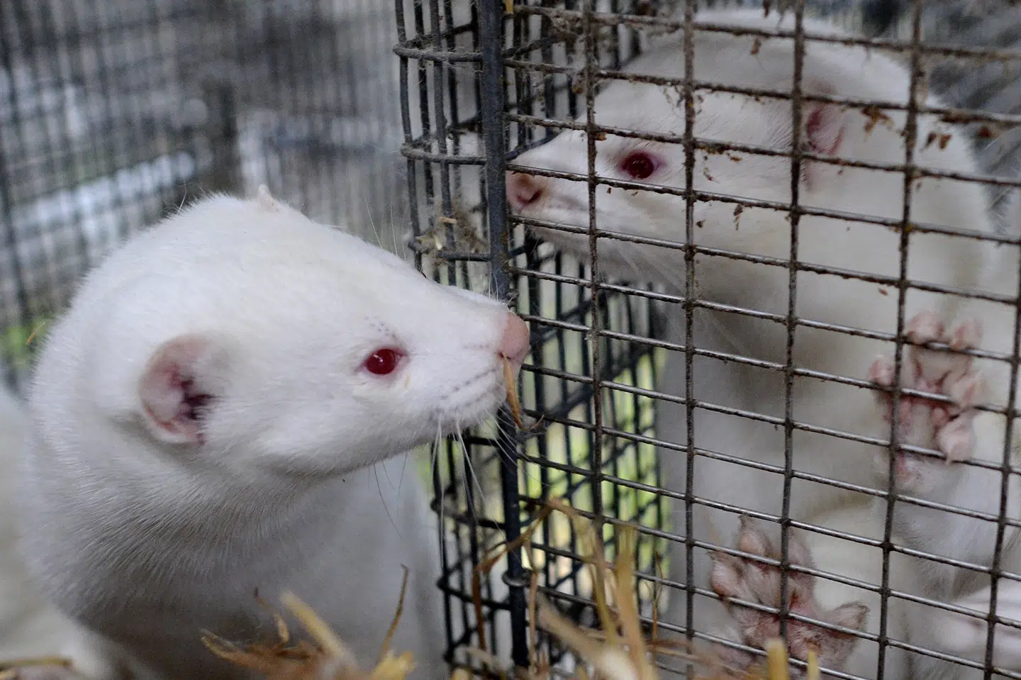 I flere lande har man set udbrud med coronavirus på minkfarme. (Arkivfoto) Fabian Bimmer/Reuters