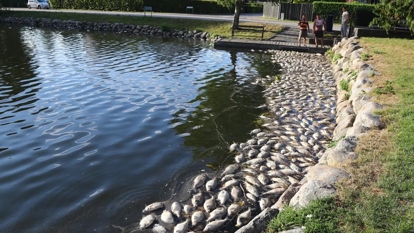 Hvidovre Kommune har fundet en løsning, som forhåbentligt kan afhjælpe problemet.