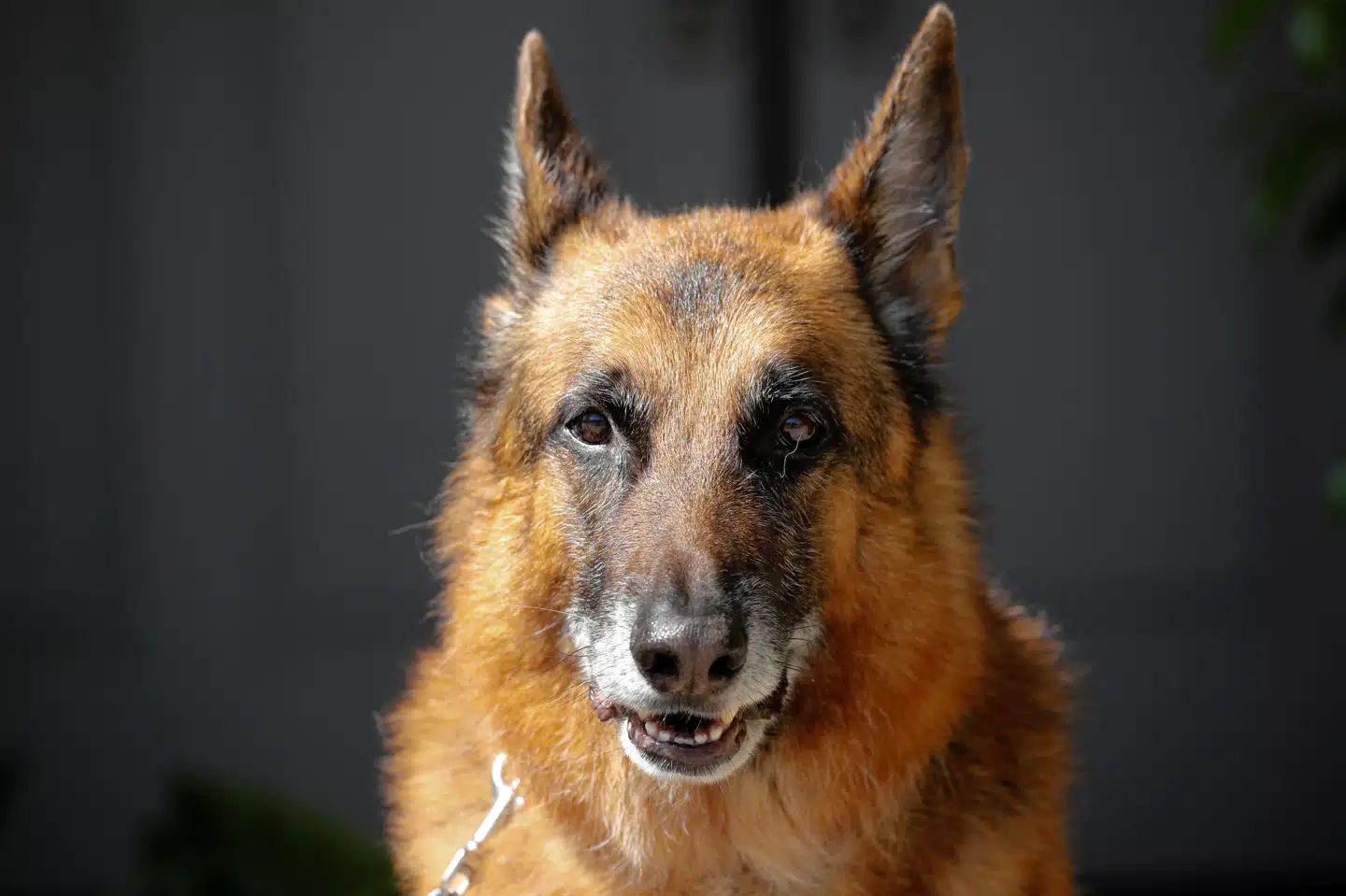 Tysklands schæferhunde kan takket være en ny lov se frem til at blive luftet to gange om dagen. Det gælder også alle andre hunde i landet. Mike Blake/Reuters