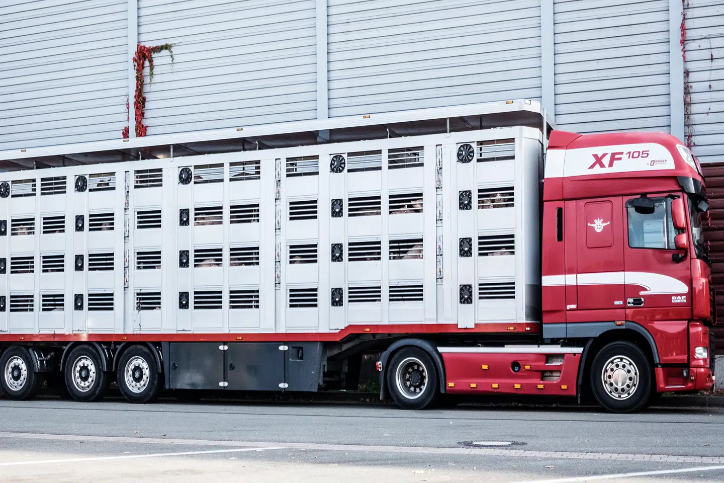 Her ses billede af tysk lastvogn, der kører med danske grise. Helt konkret hentede lastvognen grisene i Kolding den 17. oktober 2018 kl. 9 om morgenen. Kl. 19 om aftenen ankom de til svinefarm i Oldenburg i den nordlige del af Tyskland. Altså tog transporten af smågrisene ti timer. Foto: Dyrenes Beskyttelse