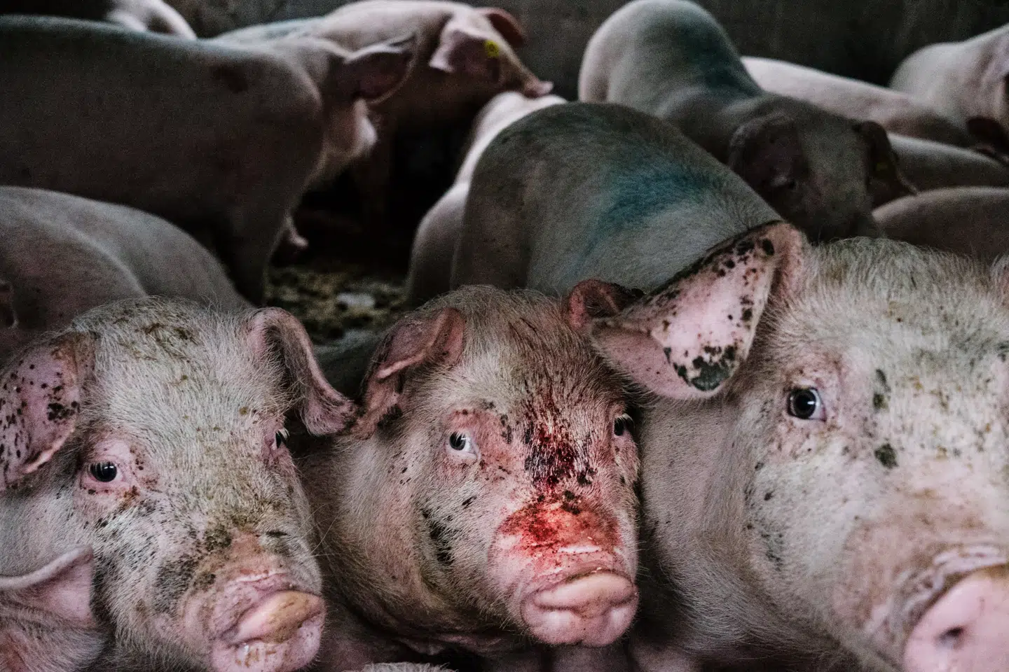 Billede af danske smågrise under 12 uger på vej til opfedning og slagtning. Billedet er taget, mens en lastvogn med polske nummerplader på vej fra Padborg i Sønderjylland til Polen holder stille på rasteplads på en tysk motorvej den 23. oktober 2018. Foto: Dyrenes Beskyttelse