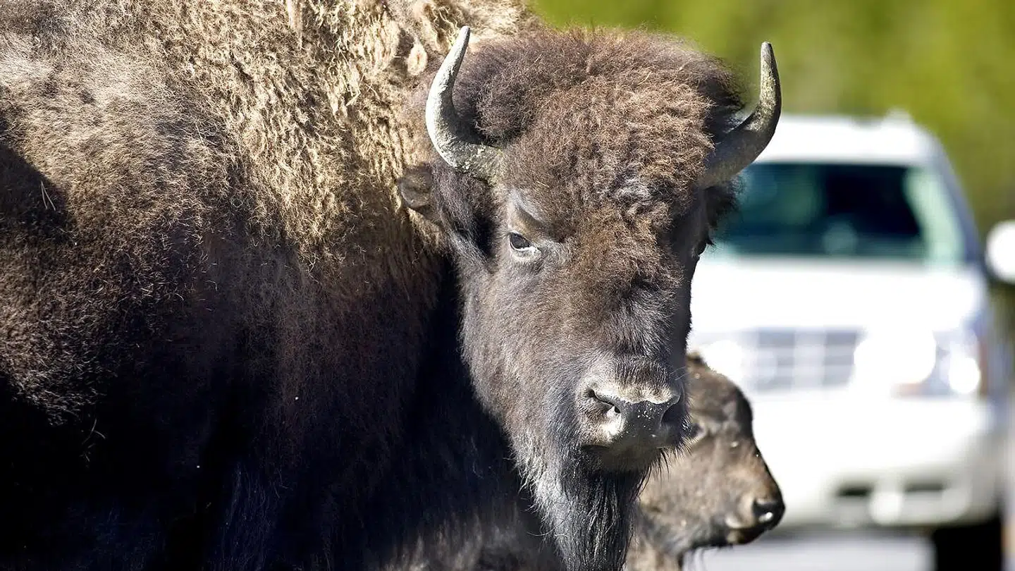 En bisonokse fra Knuthenborg Safaripark stangede lørdag eftermiddag en mandlig parkgæst. (Dette billede er et arkivfoto og er ikke oksen, der stangede manden).