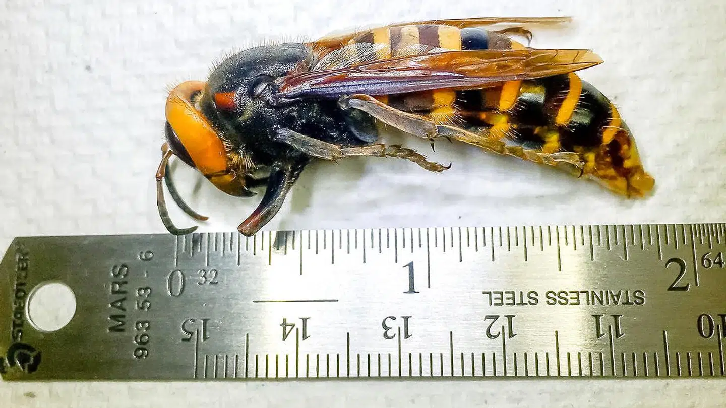 Asiatiske kæmpe-gedehamser kan blive op til tre centimeter lange.