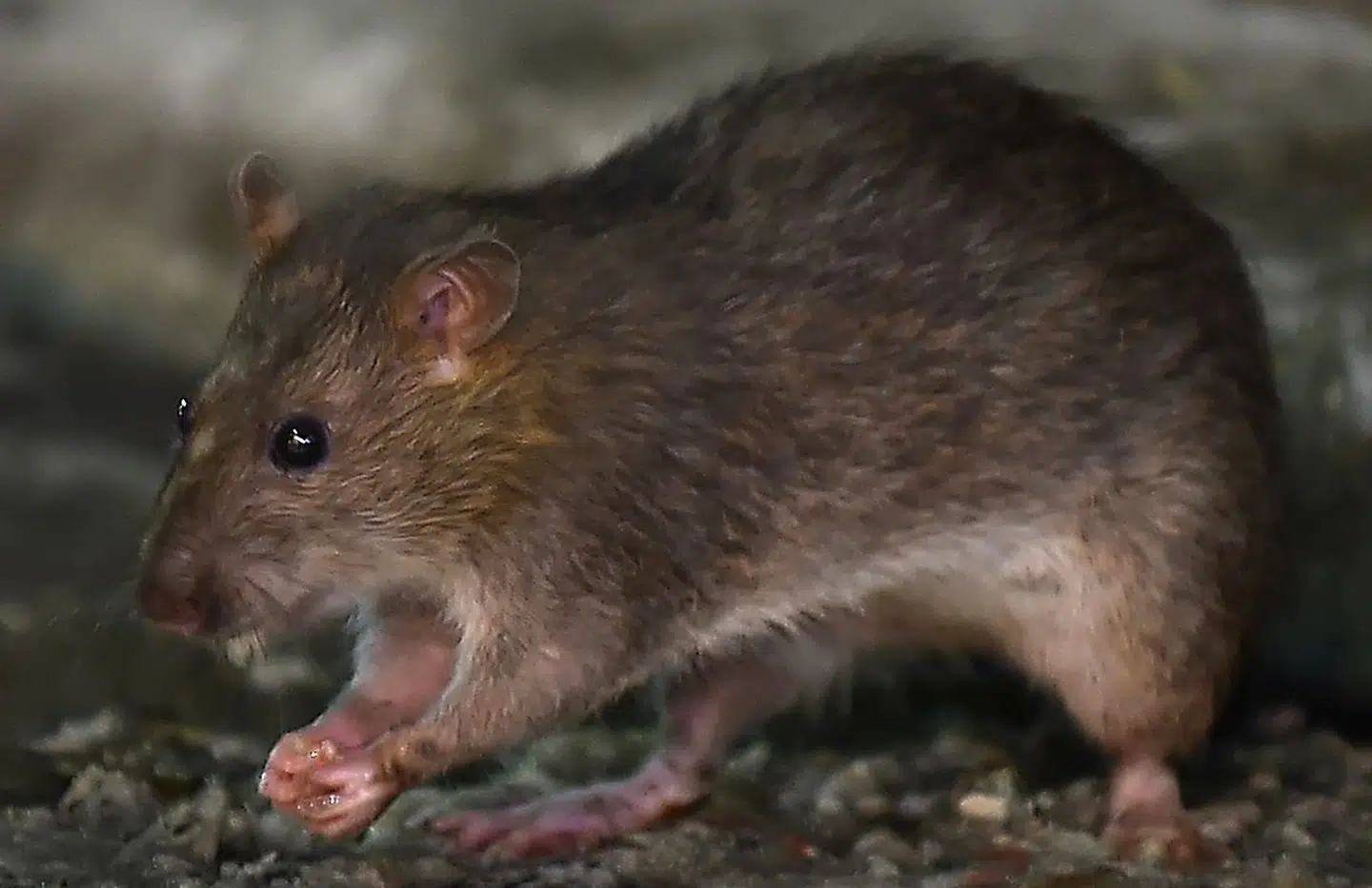 Det er især gnavere som mus og rotter, der er årsagen, når der er udbrud af pest. (Photo by Kazuhiro NOGI / AFP)