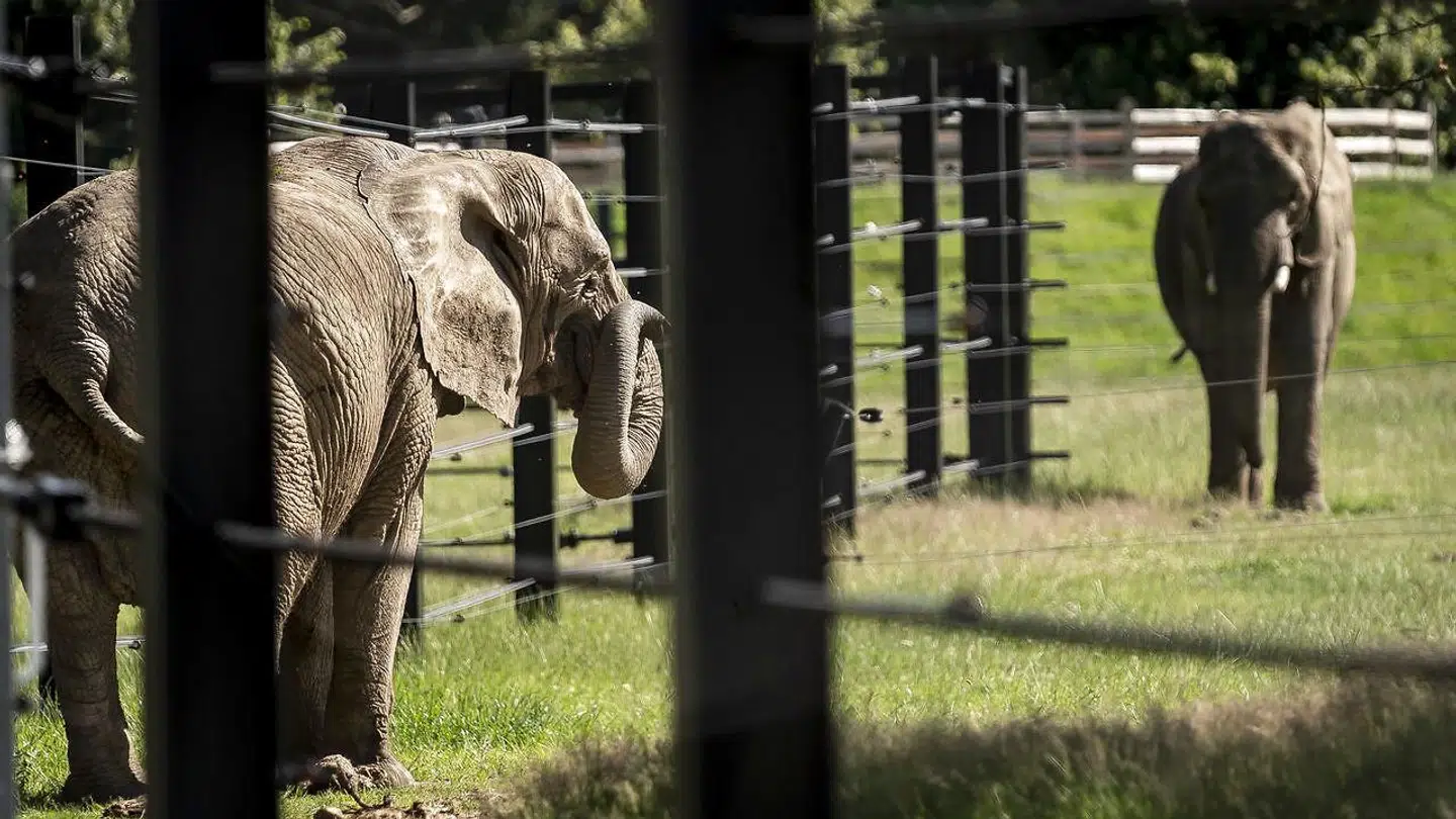 De pensionerede cirkuselefanter i Knuthenborg Safaripark.