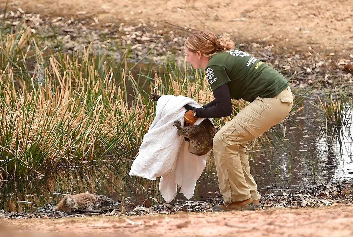 Kelly Donithan samler en såret koala op ved siden af en død.