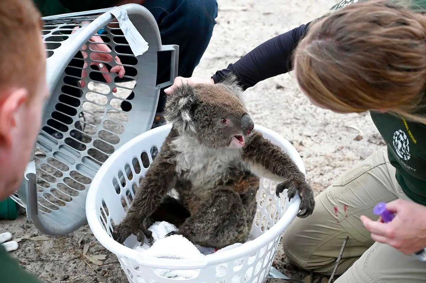 En såret koala placeret i en plastikkurv.