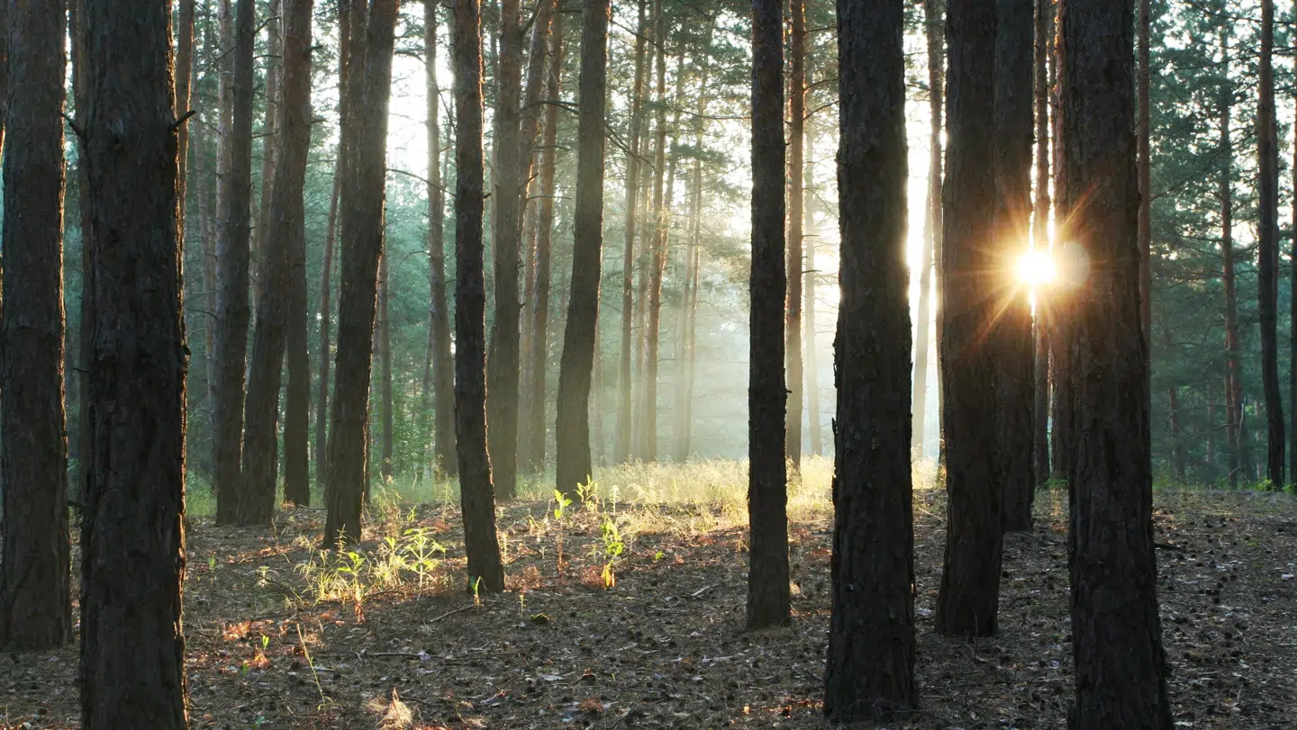 Blotteren er ofte set ved skov og strand