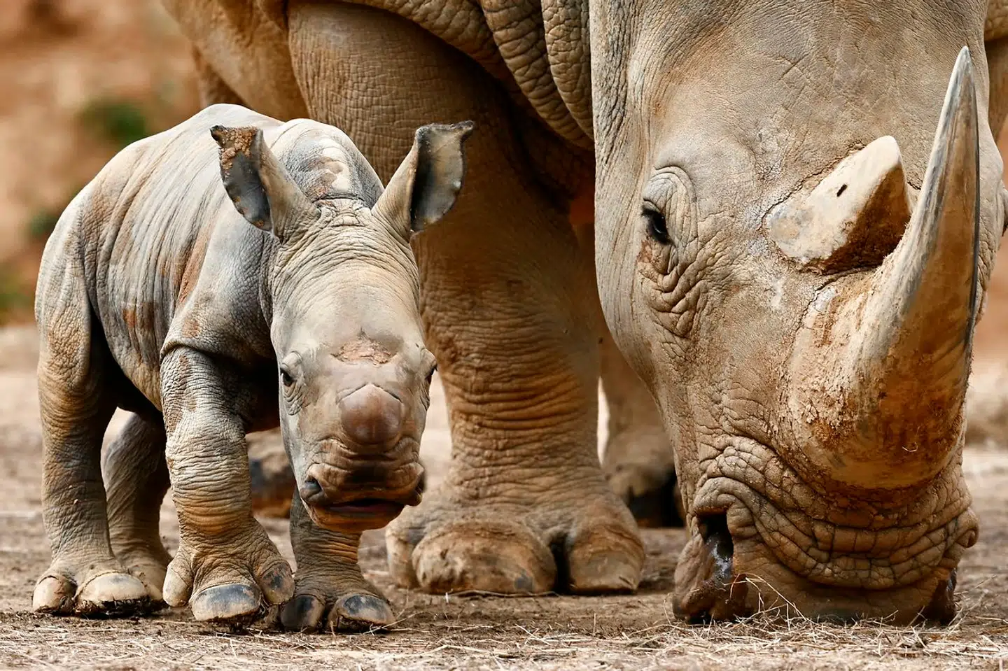 Den er bare en dag gammel, denne unge af et sydligt hvidt næsehorn, der blev født i Taiwan 17. december 2019.