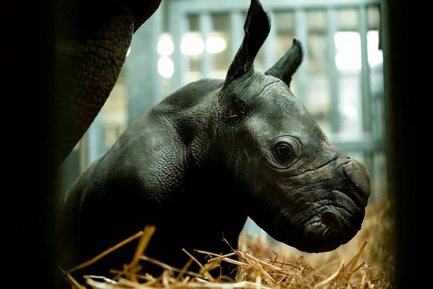 Denne unge af arten sydligt hvidt næsehorn blev født 25. november 2019 i Belgien.
