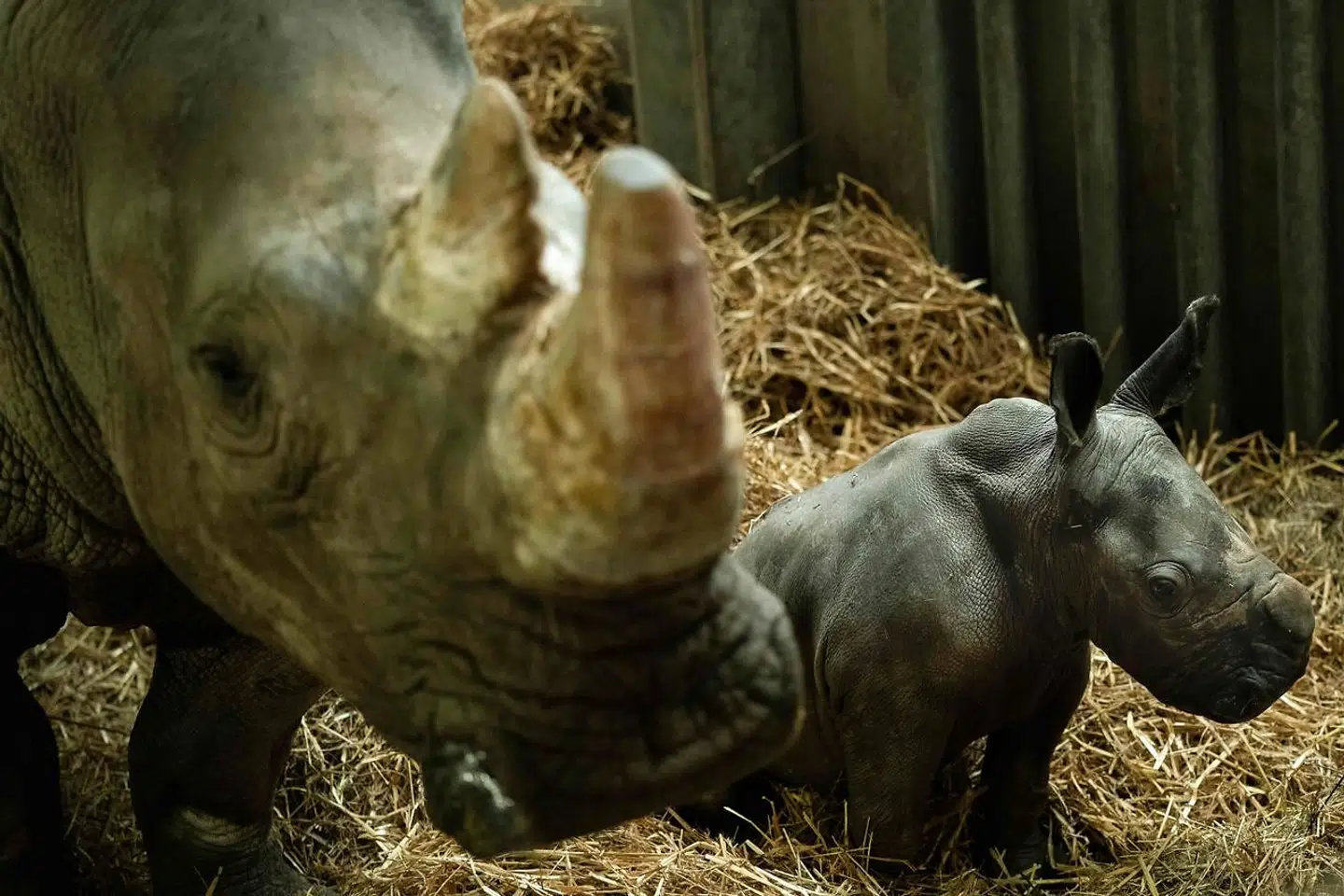 Næsehornsunge, th., født i Belgien 25. november 2019, sammen med sin mor, Madiba.