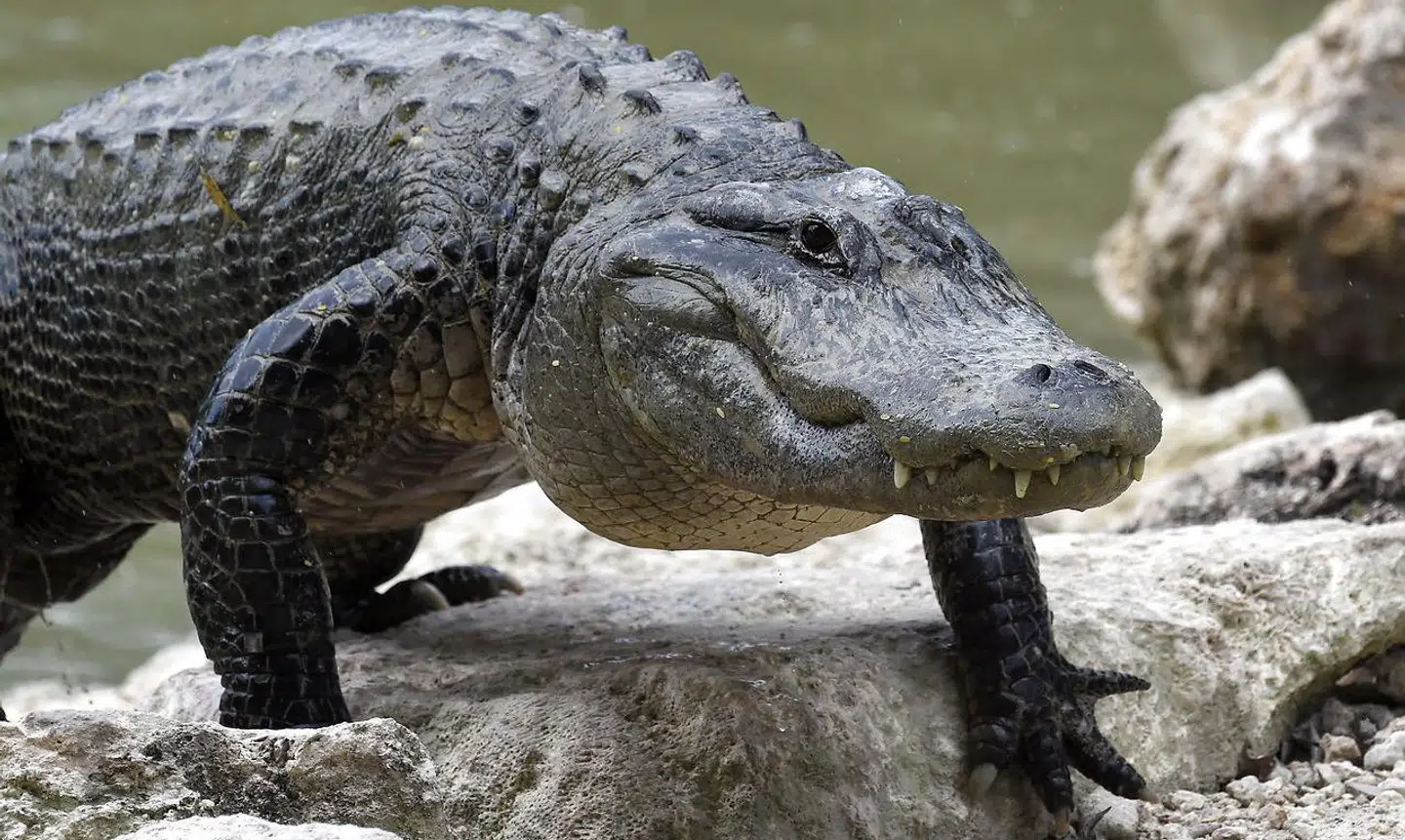 Det var nær gået galt for kajakroeren, da han kom på tværs af en alligator lig den på billedet.