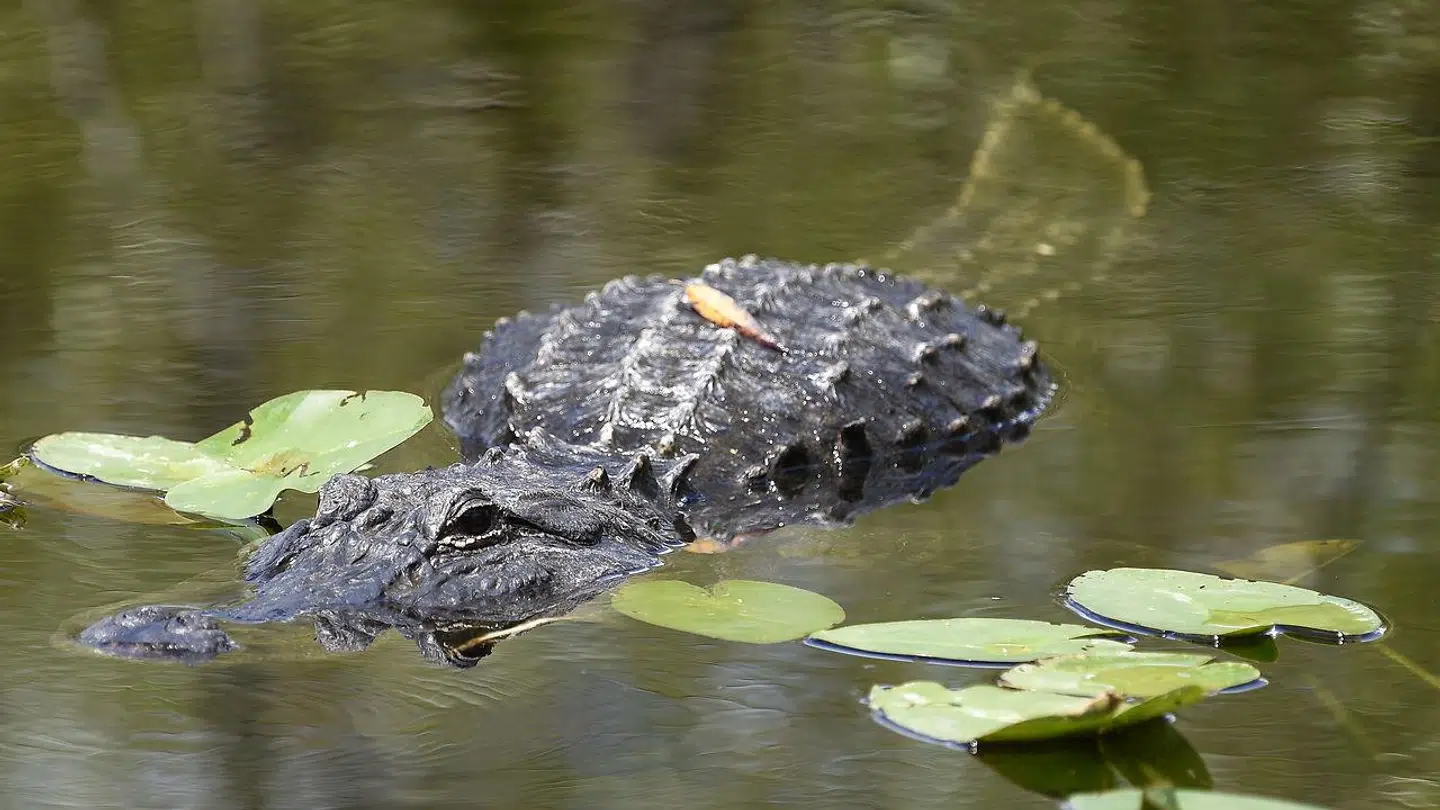En alligator i sit naturlige habitat. Her spottet i et vandområde i Shark Valley, Florida.