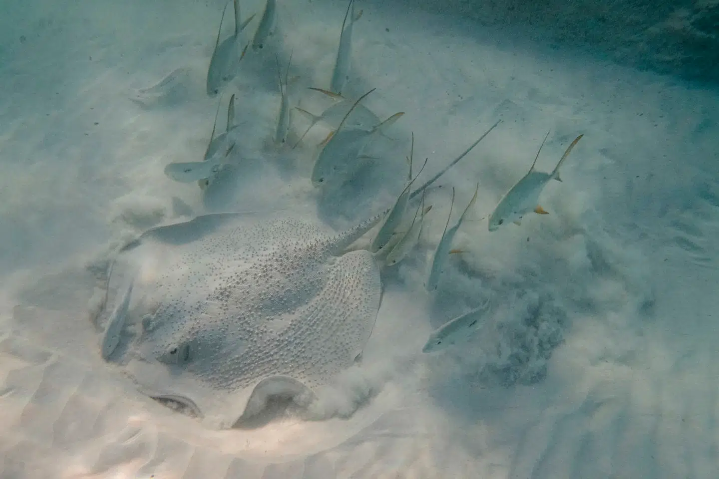 En rokke gemmer sig på sandbunden.