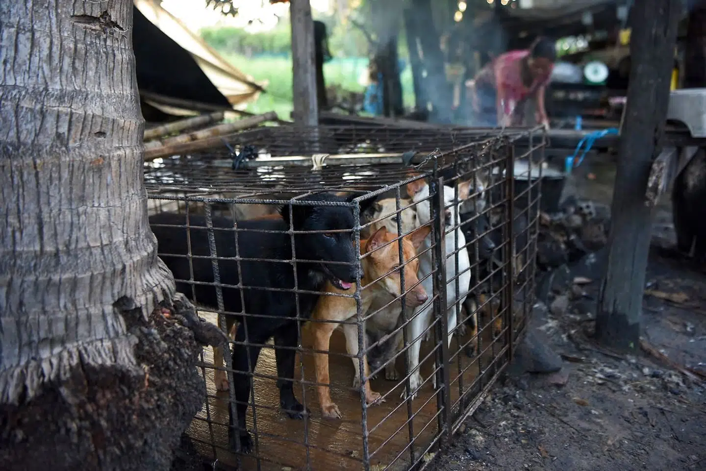Hundene venter tålmodigt i et bur, men en kvinde koger vand til at putte dem i, i et slagtehus i Siem Reap-provinsen.