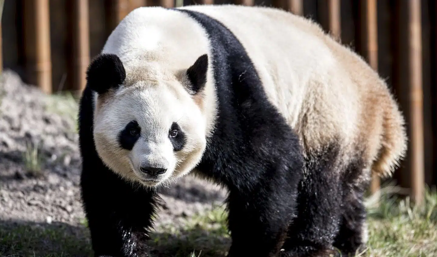Pandaen Mao Sun i København Zoo.