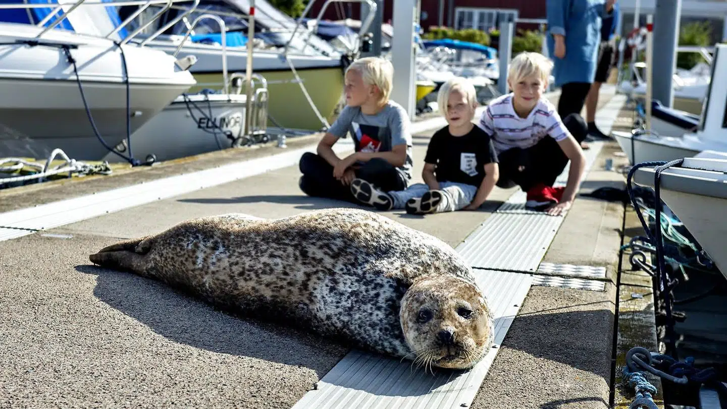 En spættet sæl er blandt dyrene, man kan se på Karsten Rees tur. Sidste sommer kunne man se sådan en på bådebroen i Vestre Bådehavn i Aalborg. (Foto: Henning Bagger/Ritzau Scanpix)