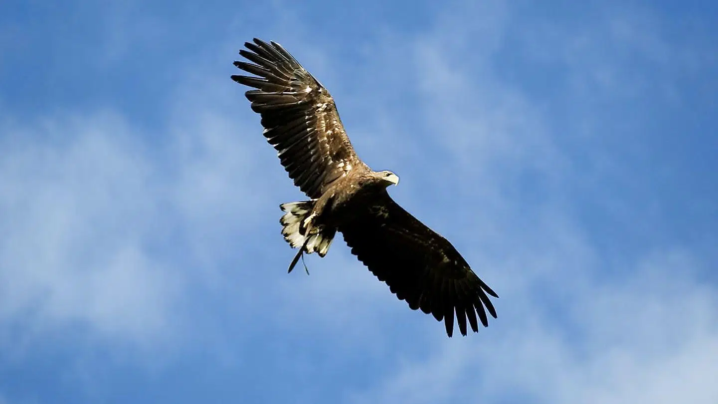 En havørn er blandt de nye danske The Big Five. Her ses en på ørnereservatet i Vendsyssel.