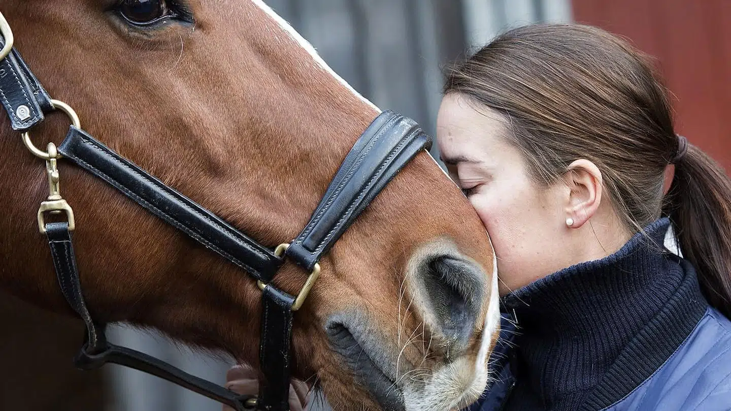 Ree Park Safari opfodrer folk til at donere deres hest til safariparkens rovdyr.