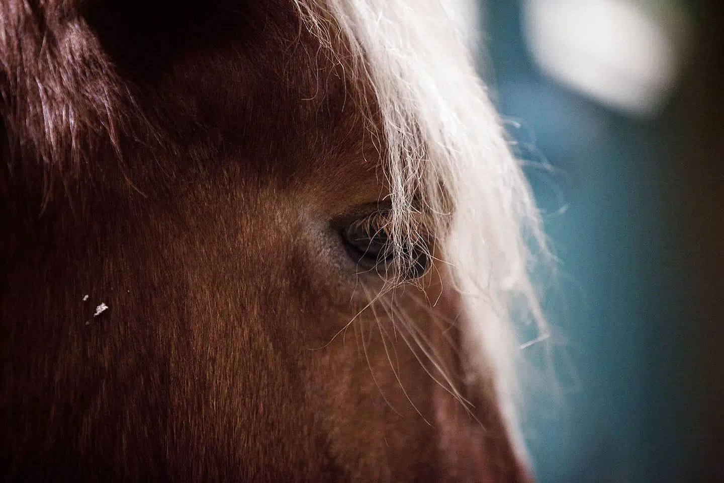 'Rovdyrene har brug for mad, og vi er meget taknemmelige for, at mange vælger at donere deres hest, når det er tid til at sige farvel.Lige nu er vi desværre i den situation, at vi mangler mad til rovdyrene,' står der i besked fra Ree Park Safari på Facebook.