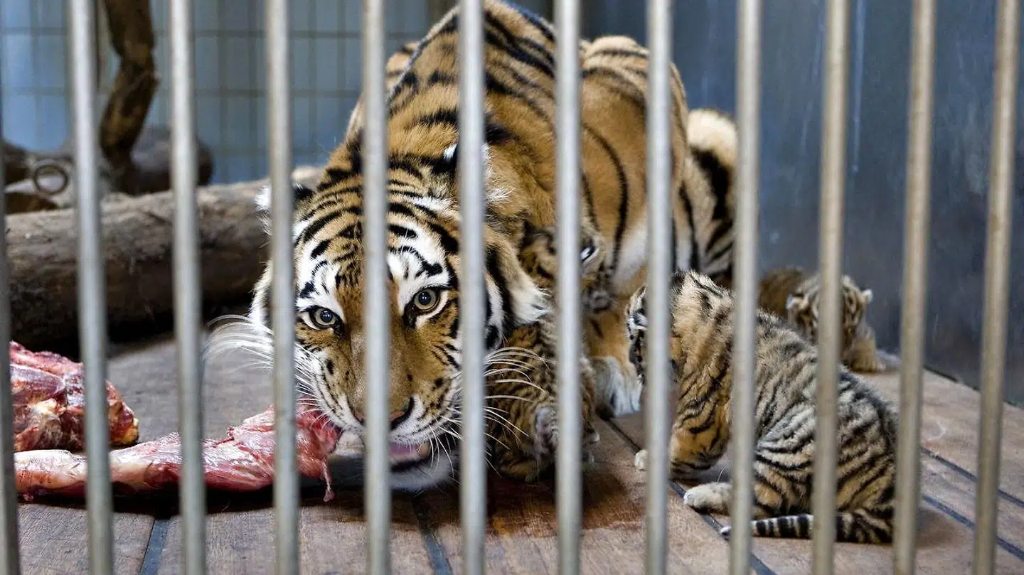 Det var en sibirisk tiger, der angreb og dræbte en dyrepasser. Arkivfoto.