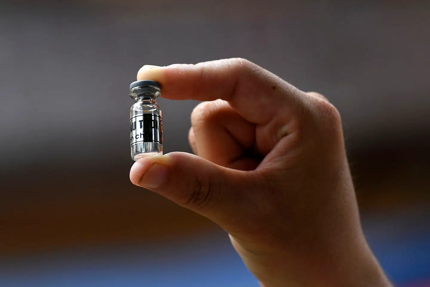 Bjørnegalde, der har været brugt som naturmedicin i Kina i århundreder.