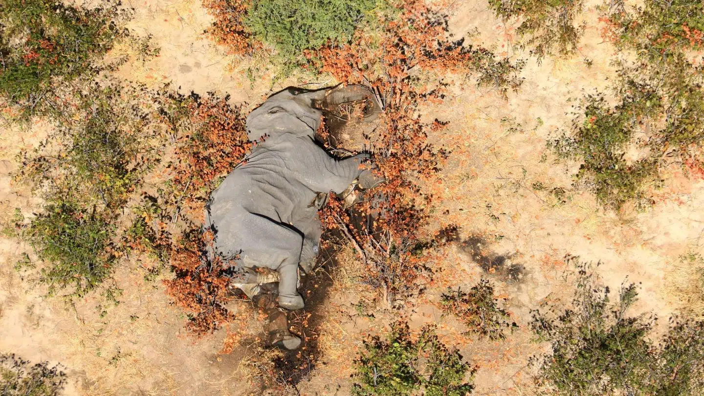 Flere end 350 er blevet fundet døde i Botswana i det sydlige Afrika de seneste tre måneder. Photographs Obtained By Reuters/Reuters