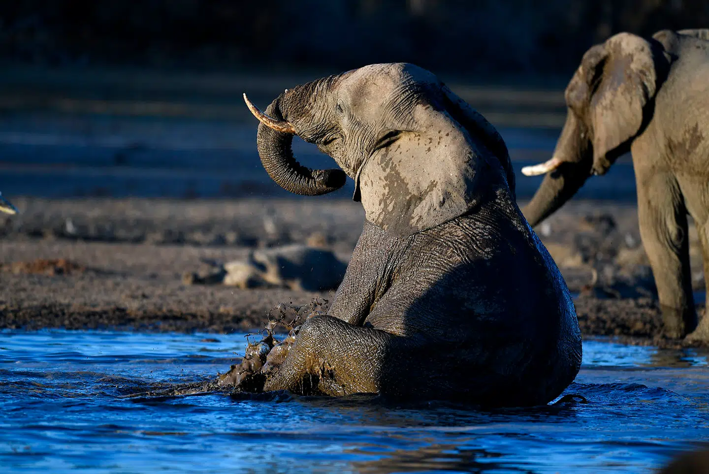 En elefant i et vandhul ved Okavango-deltaet i Botswana.