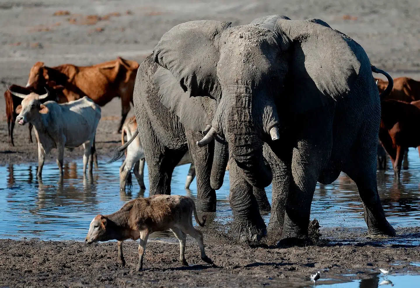 Kvæg og elefanter ved et vandhul i Okavango-deltaet i Botswana.