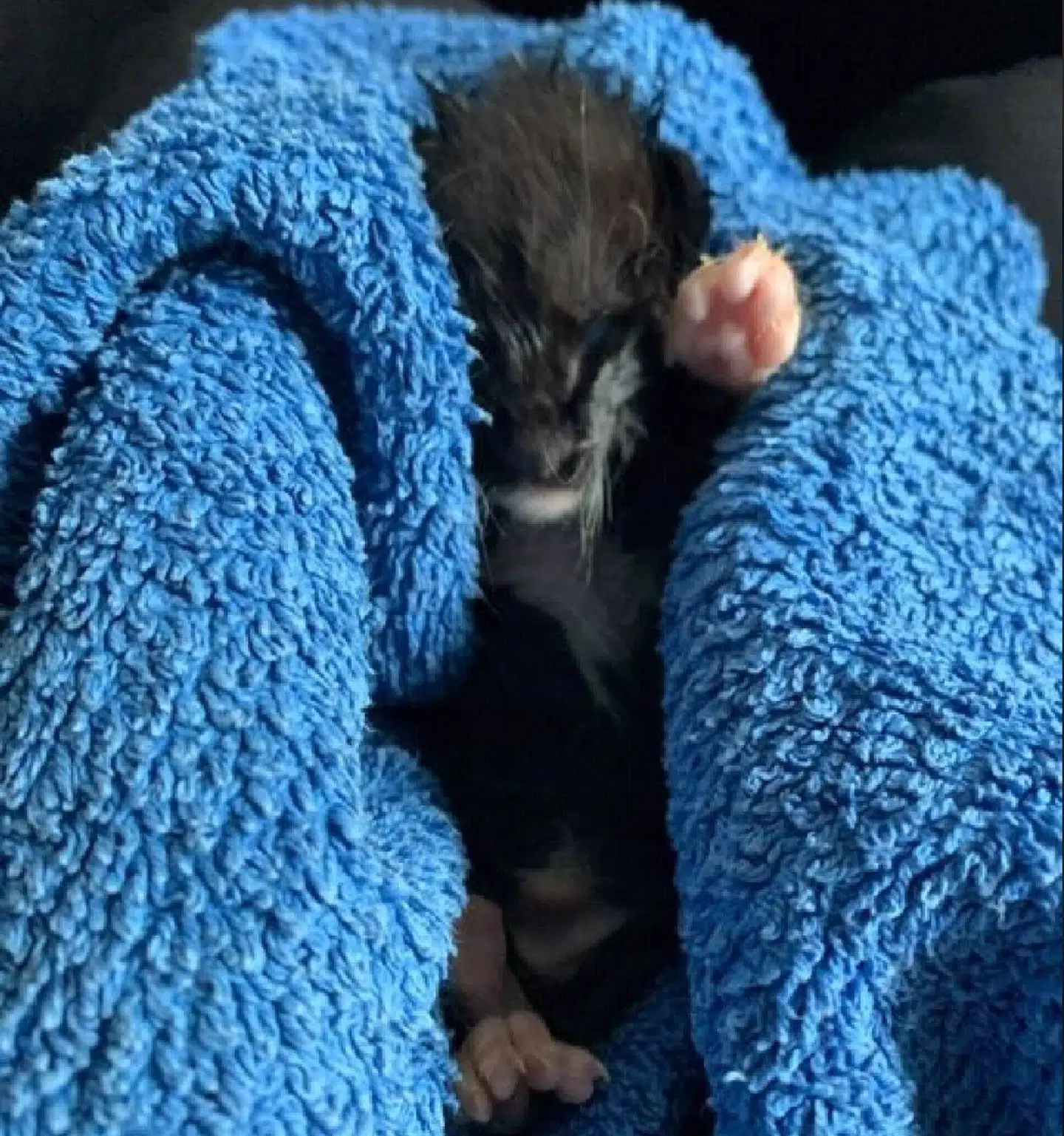 Her ses en af de killinger, der trods alt overlevede at blive puttet ned i en skraldespand. Foto: Dyrenes Beskyttelse.