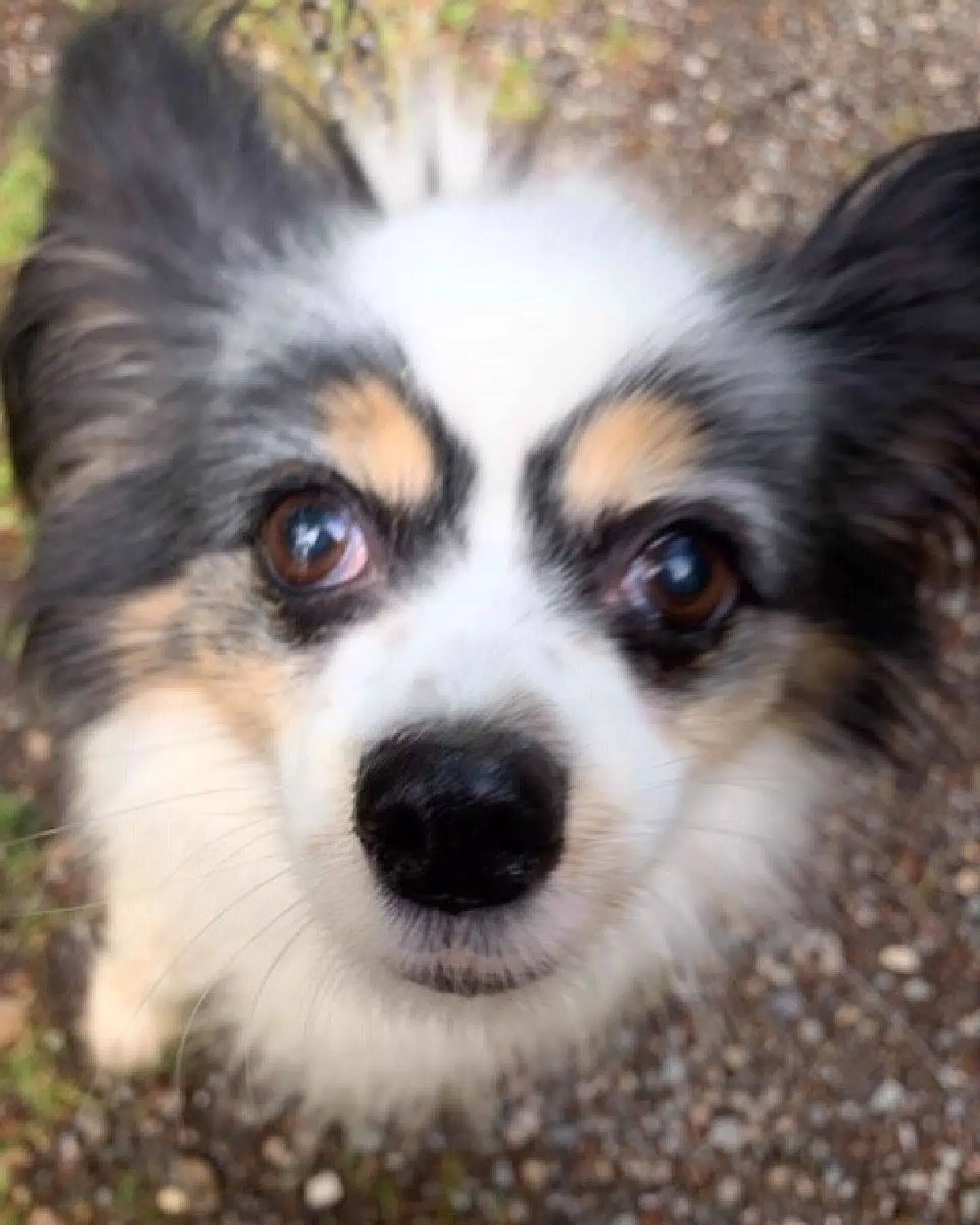 Her ses hunden med navnet Lady Gaga, der er skyld i, at dens ejer tirsdag formiddag fandt ti killinger i en skraldespand. Foto: Dyrenes Beskyttelse.