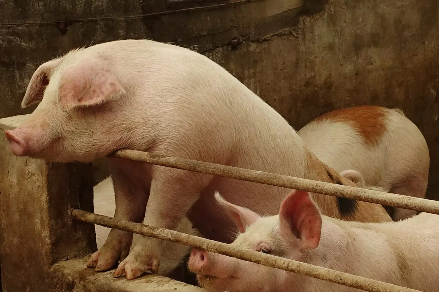 Svin i en landsby i Liaoning provinsen i Kina. Verdenssundhedsorganisationen, WHO, vil meget omhyggeligt studere kinesiske undersøgelser af en ny type virus i svin med potentiale til at blive en pandemi. Det siger en talsmand for FN-organet tirsdag. Ryan Woo/Reuters