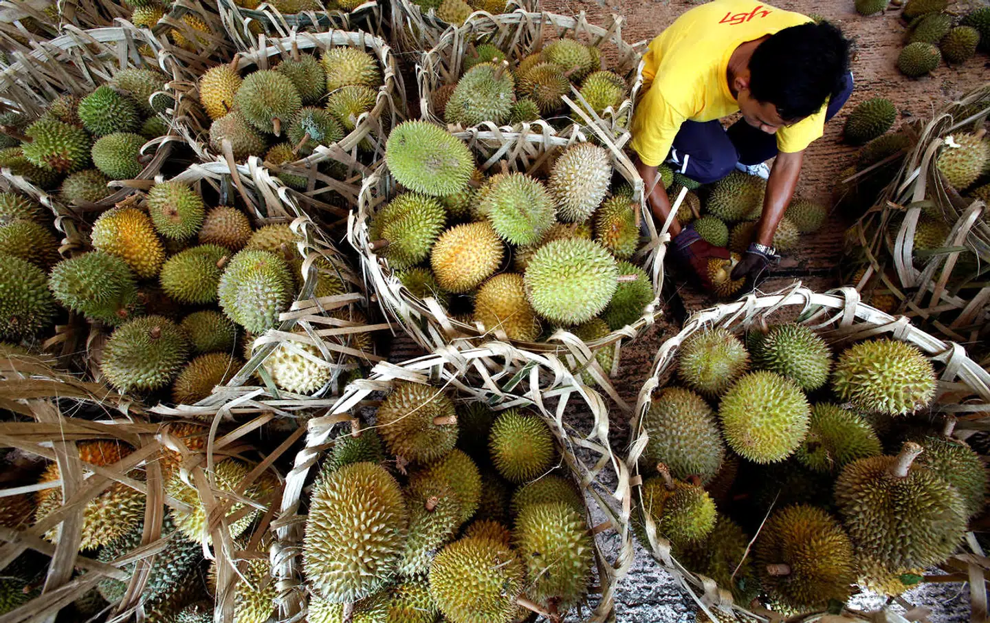 Disse durianer er til salg i Putrajaya, udenfor Malaysias hovedstad Kuala Lumpur.