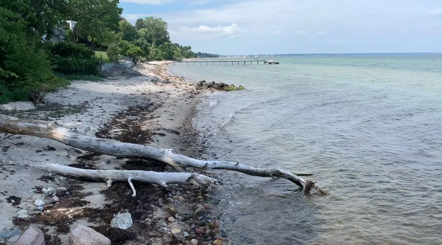 Den forurenede strand ligger lige syd for Rungsted Havn i Hørsholm Kommune.