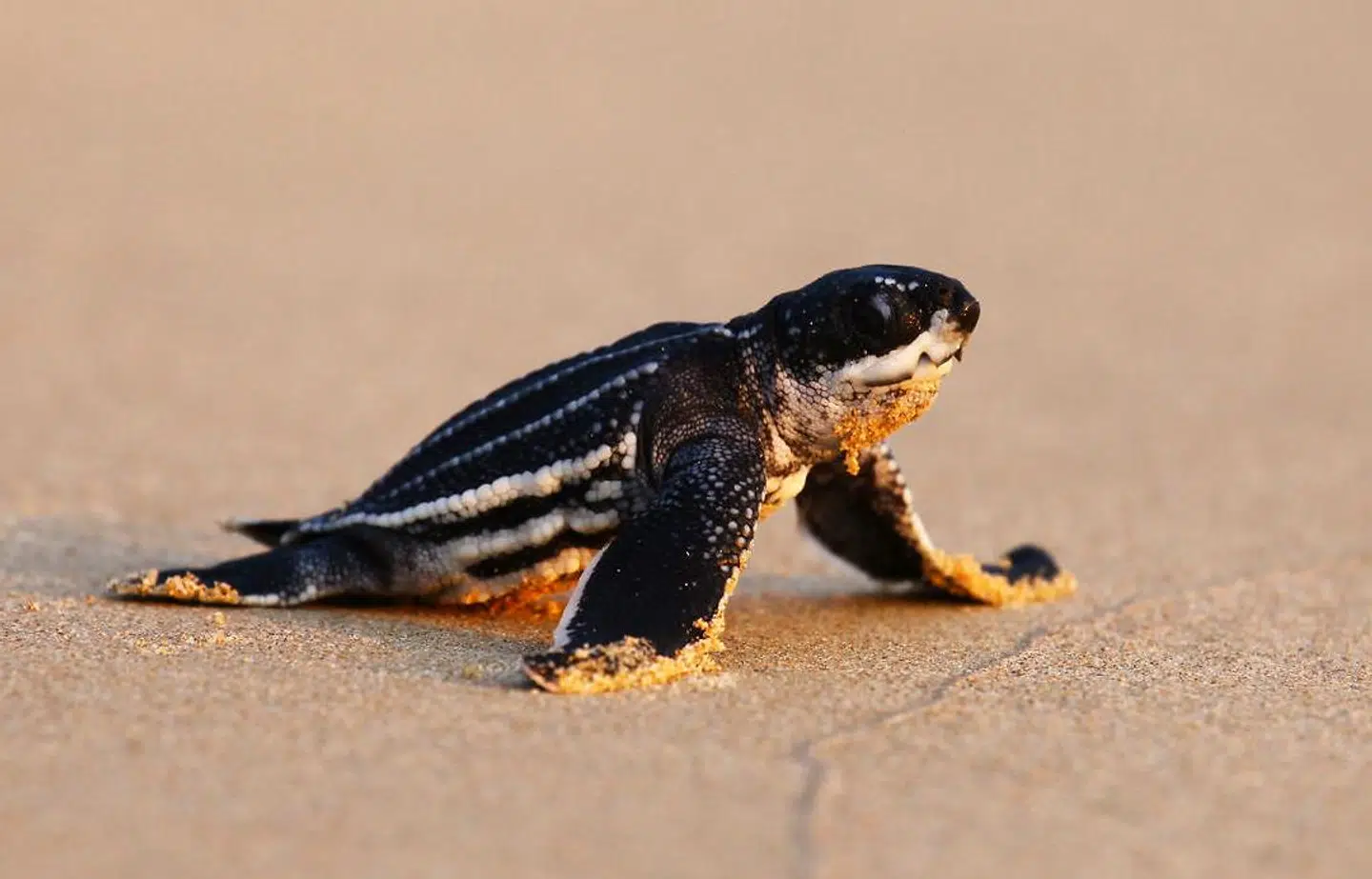 En netop udklækket havskildpadde på vej ud i havet i Thailand.