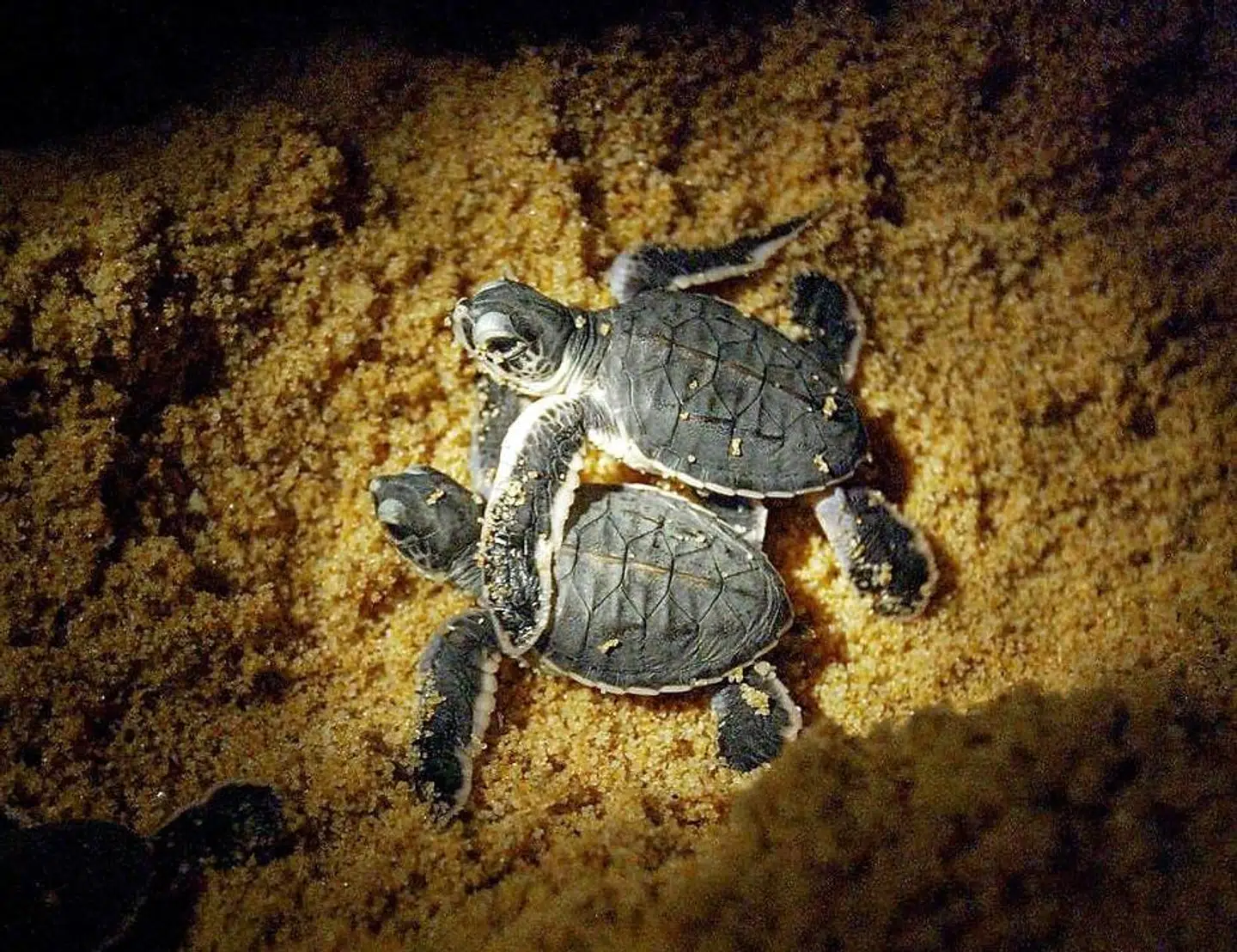 To nyudklækkede havskildpadder på vej ud mod havet.