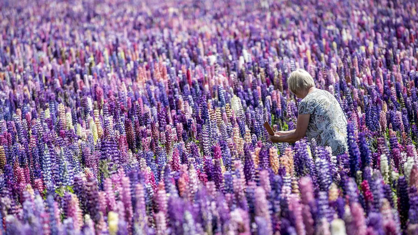 Lupinmark er blevet et tilløbsstykke ved Landet nær Askø på Lolland, mandag den 8. juni 2020.. (Foto: Mads Claus Rasmussen/Ritzau Scanpix)