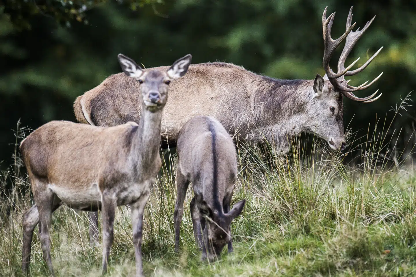 Ny forskning fra Aarhus Universitet viser, at der er god plads til flere dyr som kronhjort i den danske natur. (Arkivfoto) ólafur Steinar Gestsson/Ritzau Scanpix
