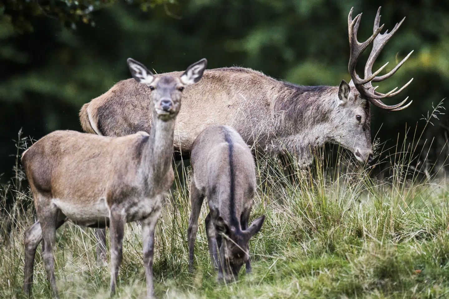 Ny forskning fra Aarhus Universitet viser, at der er god plads til flere dyr som kronhjort i den danske natur. (Arkivfoto) ólafur Steinar Gestsson/Ritzau Scanpix