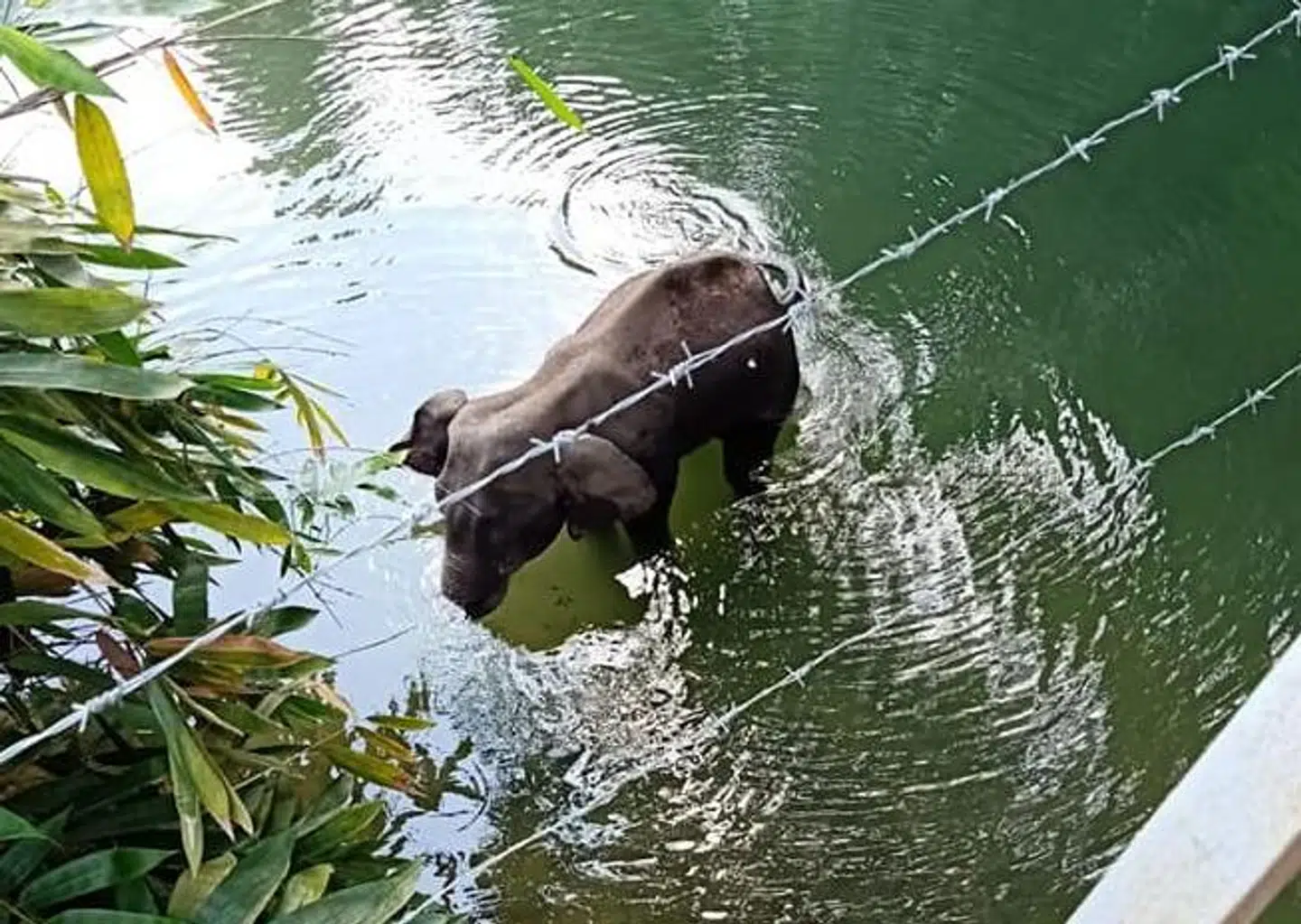 Den sårede elefant begav sig ud i floden Velliyar, hvor den til sidst døde.