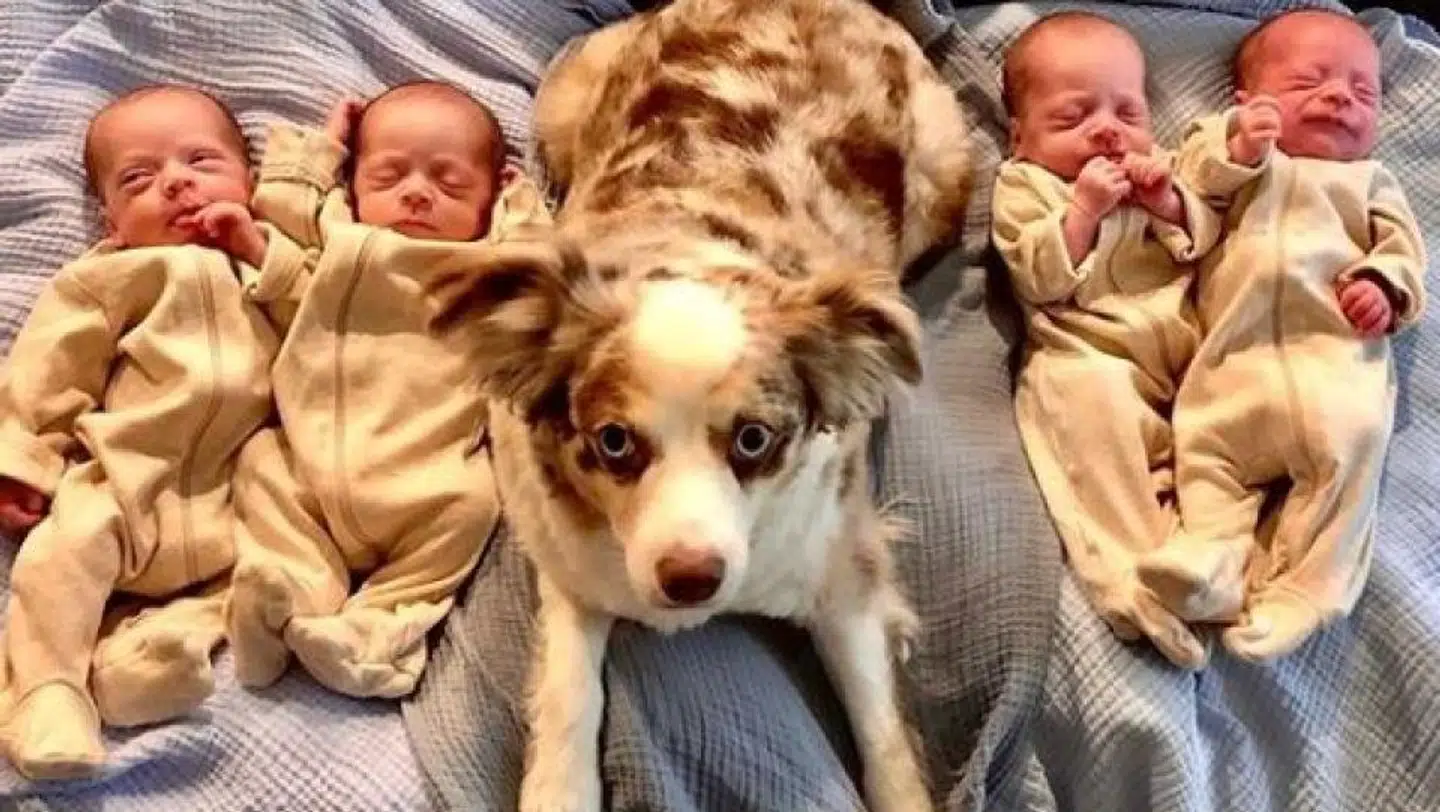 Hunden og de fire små. Foto: @themarrthemerrier (Instagram)