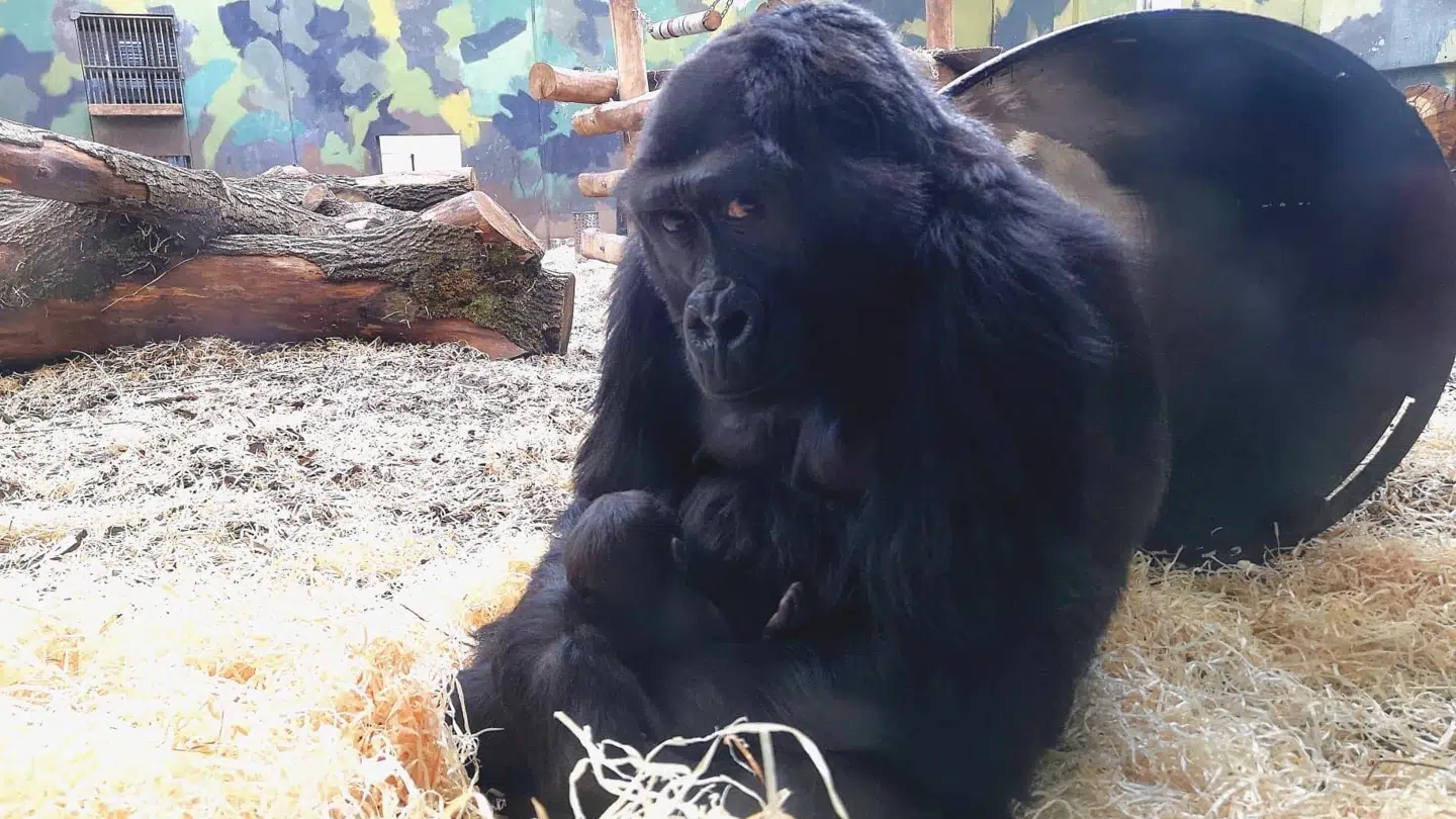 Gorillaen Kahla fik i midten af april en unge.