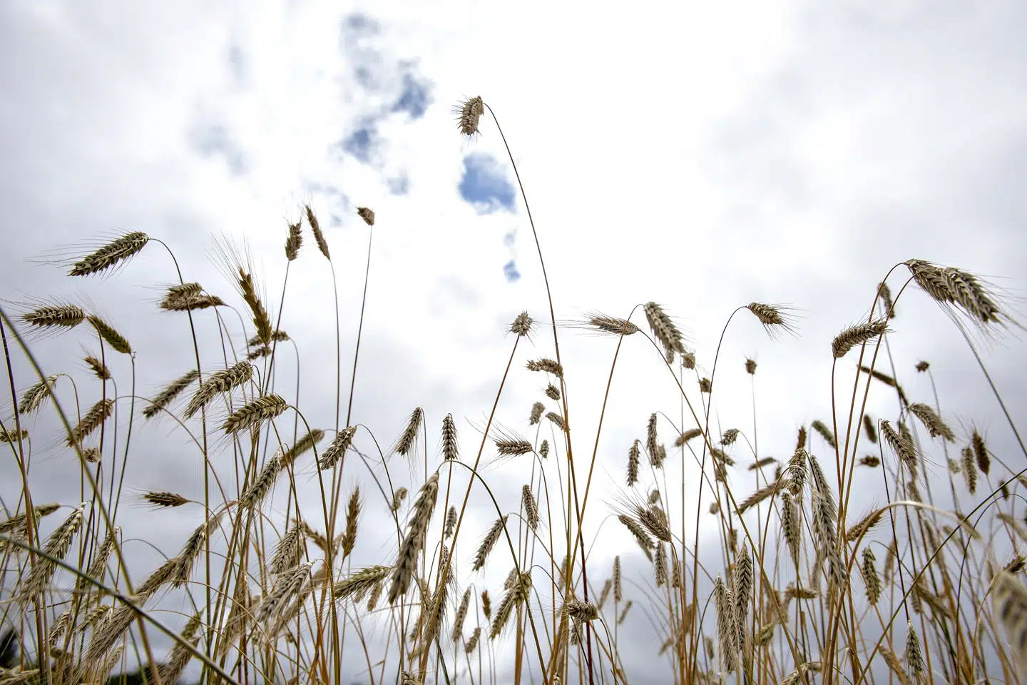 Den sidste uge i maj bliver tør med lun luft og kun få skyer ifølge DMI. (Arkivfoto). Henning Bagger/Ritzau Scanpix
