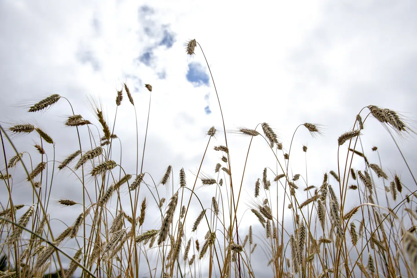 Den sidste uge i maj bliver tør med lun luft og kun få skyer ifølge DMI. (Arkivfoto). Henning Bagger/Ritzau Scanpix