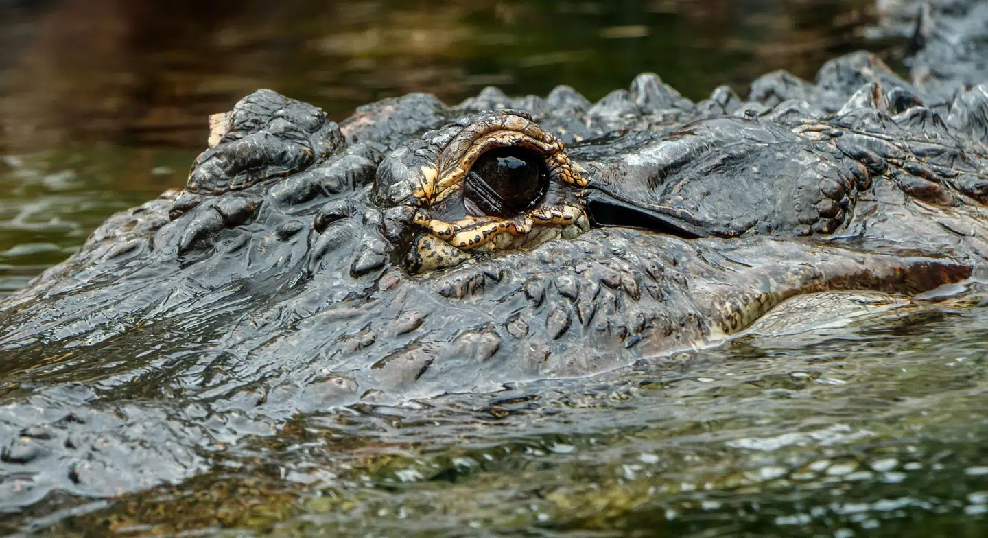 Saturn er af arten amerikansk alligator, hvor øjnene blandt andet sidder på siden af hovedet i modsætning til krokodillen, hvor øjnene peger lige ud. Alligatoren på billedet er ikke Saturn.