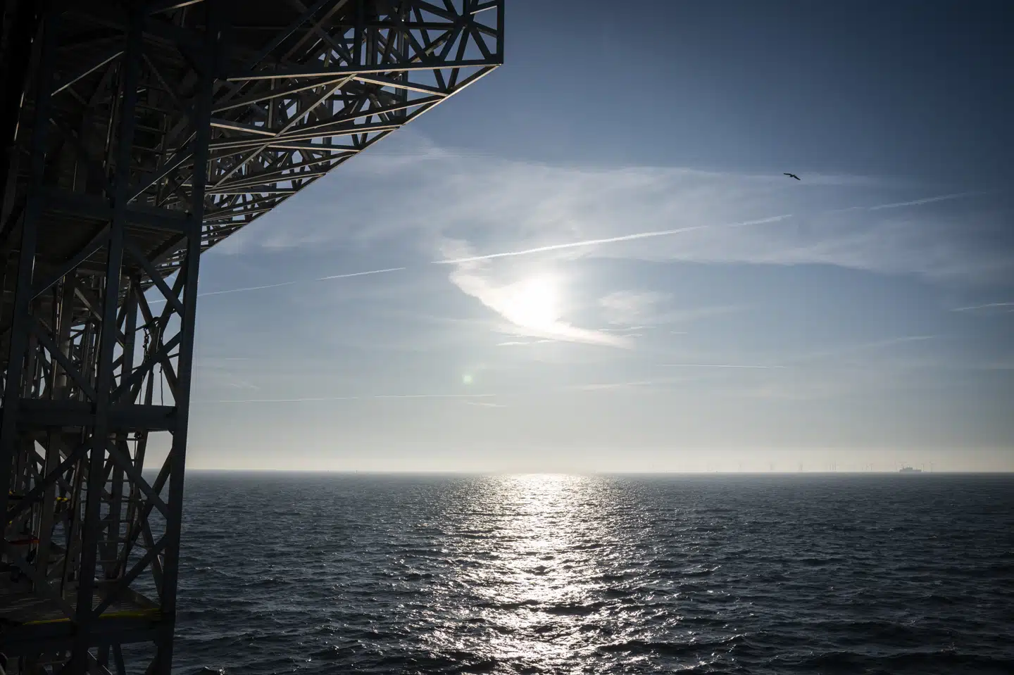 Marinbiologer har særligt peget på, at timingen i udslippet i Øresund er dårlig, da man netop nu vil risikere voldsomme algeopblomstringer ved at tilføre så meget næringsstof til havmiljøet. (Arkivfoto). Niels Christian Vilmann/Ritzau Scanpix